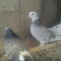 کبوتر ماده شازده سرور پرشی