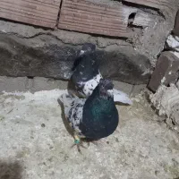 کبوتر پرشی اصلی