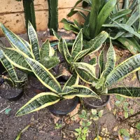 کامپک سانسوریا دم روباهی|گل و گیاه طبیعی|تهران, سلسبیل شمالی|دیوار