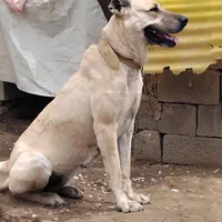 گمشده یا دزدیده شدند