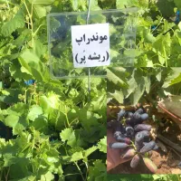 فروش نهال انگور (محلی و خارجی) و نهال میوه/تاکستان