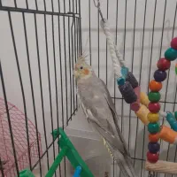 عروس هلندی|پرنده|رشت, دروازه لاکان|دیوار