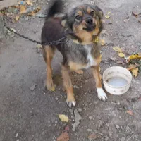 بیستی نر وماده|سگ|اهر, |دیوار