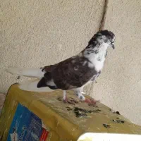 کبوتر گمشده