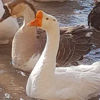 جوجه قوغاز، بوقلمون برنز ماده، اردک، خروس|حیوانات مزرعه|مشهد, شیرودی|دیوار