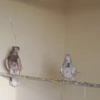 سه عدد کبوتر|پرنده|صفادشت, |دیوار