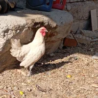مرغ و خروس نژاد دار