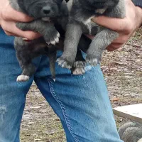 توله سگ عراقی|سگ|ارومیه, |دیوار