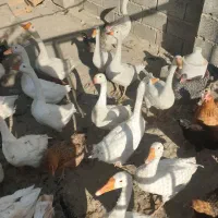 قوغاز و جوجه مرغ و فریح و اردک و نیمچه لاری|حیوانات مزرعه|ارومیه, |دیوار