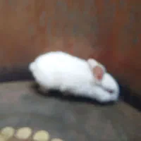 خرگوشی|موش و خرگوش|امیدیه, |دیوار