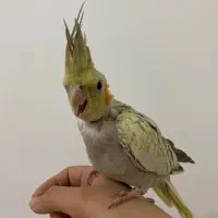 عروس هلندی|پرنده|مشهد, محمدآباد|دیوار