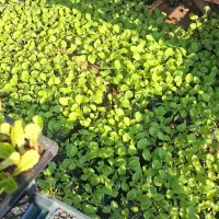 نشابادمجان  کلش درجه یک خارجی