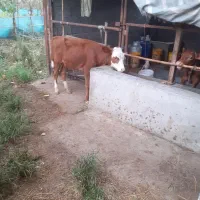 گوساله سمینتال ماده