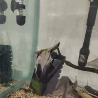 آکواریوم و ماهی|ماهی|مریوان, |دیوار