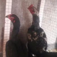 مرغ لاری|حیوانات مزرعه|قزوین, |دیوار