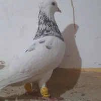 طوقی الماسی