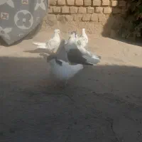 پشت هفترنگ قوچانی سینه ابی|پرنده|بجنورد, |دیوار