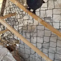 کبوتر|پرنده|رودهن, |دیوار