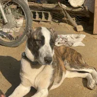 سگ خراسانی|سگ|کردکوی, |دیوار