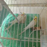 عروس هلندی
