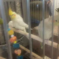 عروس هلندی