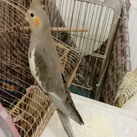 عروس هلندی مولد با سه جوجه|پرنده|هرسین, |دیوار