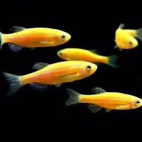 ماهی تایگر و کالر و زبرا|ماهی|ساری, |دیوار