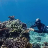 آموزش فری داو