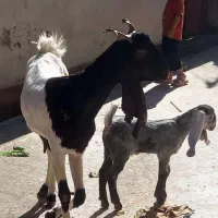 بز افغانی پاکستانی|حیوانات مزرعه|اهواز, پردیس دو|دیوار