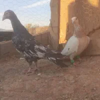 سار سرور|پرنده|مشهد, شهید معقول|دیوار