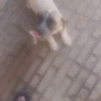 سگ پاکوتاه