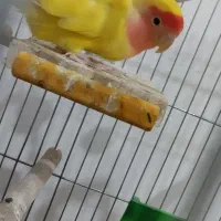 طوطی برزیلی نروماده مولد