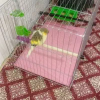 فروش  ۱ عدد قناری جوان
