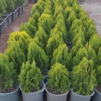 فروش نهال و درخت ودرختچه پروژه ای و جریمه ای|خدمات باغبانی و درختکاری|ورامین, ورامین|دیوار