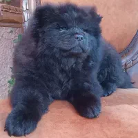 واگذاری چاوچاو بلک