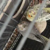 جوجه عروس هلندی|پرنده|پاکدشت, شهرک امام رضا|دیوار