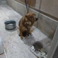 سگ پامر