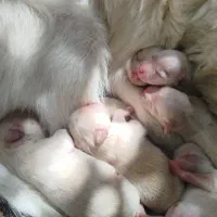 سگ ماده میکس پامر روباهی|سگ|شهرضا, |دیوار