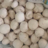 قارچ عمده|خوردنی و آشامیدنی|اردکان, |دیوار