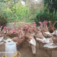 فروش بوقلمو جوان محلی|حیوانات مزرعه|رودسر, |دیوار