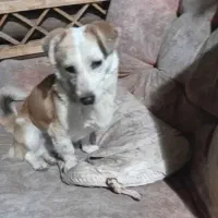 2 تاسگ پیدا شده در گلبهار پرند|سگ|گلبهار, شهر جدید گلبهار|دیوار