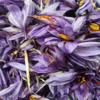 گل زعفران تربت