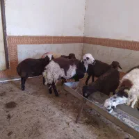 بره نر قوچی و پرواری