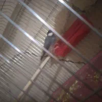 فروش فنج نرگسی