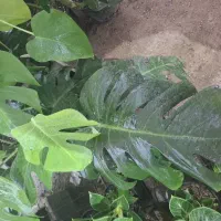 برگ انجیری مانسترا