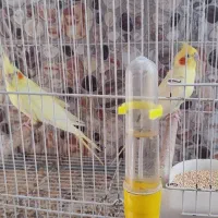 فروش یک جفت طوطی عروس