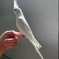 عروس هلندی مولد به شرط