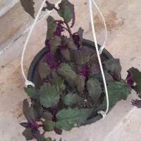 گل های آپارتمانی|گل و گیاه طبیعی|رویان, |دیوار