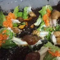 واگذاری فارم حلزون