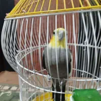 عروس هلندی|پرنده|بختگان, |دیوار